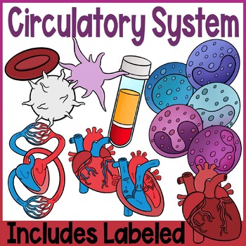 Preview of The Human Body | Circulatory System | Heart, Blood Composition, Circulation