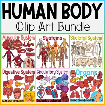 Preview of The Human Body Clip Art Bundle | Muscular, Skeletal, Digestive, Organs, Systems