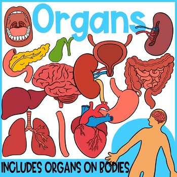 Preview of The Human Body | Organs Clip Art | Bladder, Brain, Kidney, Intestines, Heart