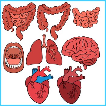 body organ heart
