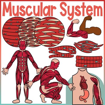 Preview of The Human Body | Muscular System | Cardiac, Smooth, Skeletal, Muscle Type