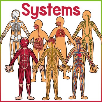 Preview of The Human Body | Body Systems Clip Art | Digestive, Skeletal, Muscular, etc.