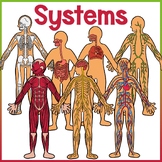 The Human Body | Body Systems Clip Art | Digestive, Skelet