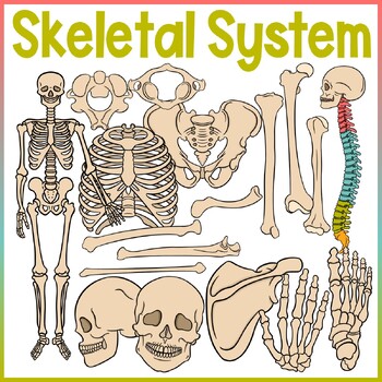 Preview of The Human Body | Skeletal System Clip Art | Pelvis, Ribs, Vertebrae, Skeleton