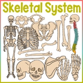 The Human Body | Skeletal System Clip Art | Pelvis, Ribs, 