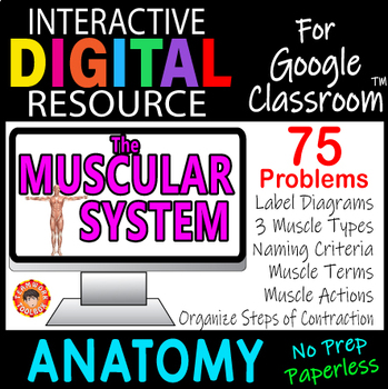 Preview of THE MUSCULAR SYSTEM ~ANATOMY~ Digital Resource for Google Slides~