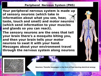 NERVOUS SYSTEM by Maggie's Files | Teachers Pay Teachers