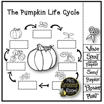 Preview of PUMPKIN LIFE CYCLE