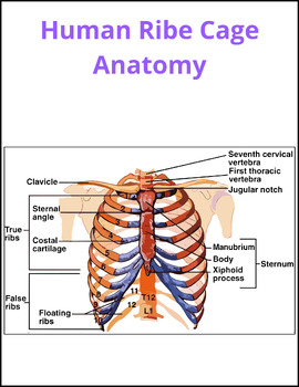 THE RIB CAGE Diagrams Worksheet | The Thoracic Cage of The Body ...