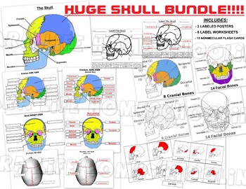 Preview of THE SKULL BUNDLE! 3 POSTERS, 4 WORKSHEETS,  2 SETS OF FLASH CARDS (24)