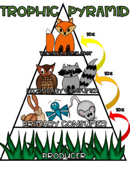 TROPHIC PYRAMID - INTERACTIVE ANCHOR CHART & CLIP ART - Non-Commercial Use