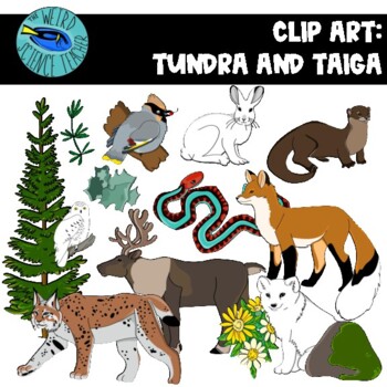 Taiga Forest Teaching Resources | TPT