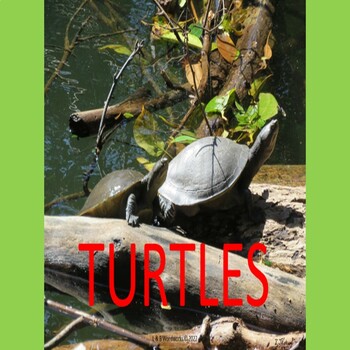 Preview of TURTLES