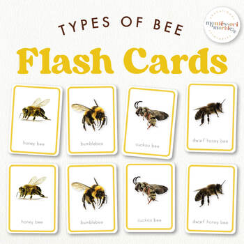 Preview of TYPES OF BEES Flash Cards | Montessori Inspired Resource | Real Pictures