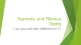 Taproots and Fibrous Roots PPT