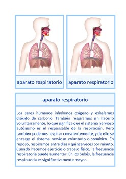 Preview of Tarjeta informativa sobre el sistema respiratorio humano, Montessori, español