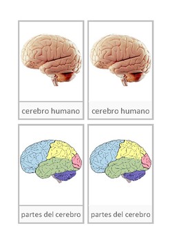 Preview of Tarjetas de nomenclatura: cerebro humano, Montessori, Español