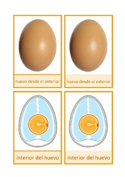 Preview of Tarjetas de nomenclatura: estructura del huevo, Español, Montessori
