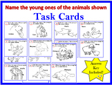 Task Cards- Young or baby name of animals shown