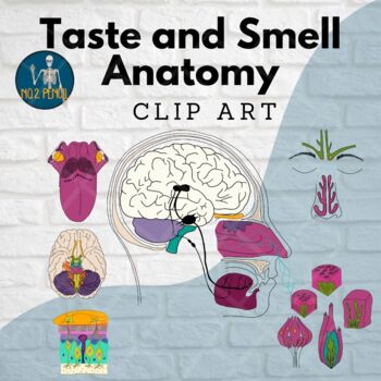 Preview of Taste and Smell Anatomy Clip Art, Gustatory and Olfactory Systems