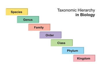 Preview of Taxonomy Hierarchy in Biology.