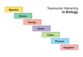 Taxonomy Hierarchy in Biology.