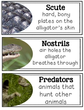Main Idea and Text Features with an Informational Article (Alligator)
