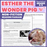 TeachKind Rescue Stories: Esther the Wonder Pig