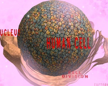 Preview of Teaching the Human Cell through 3D simulation