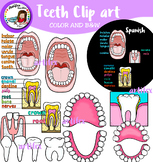 Teeth Clip art
