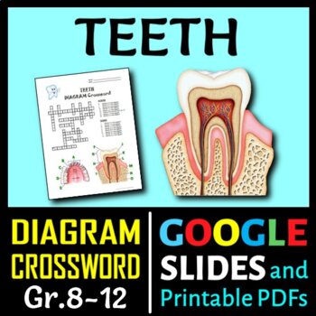 Teeth Crossword with Diagram Editable Printable Distance Learning