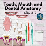 Teeth, Mouth and Dental Anatomy Clip Art