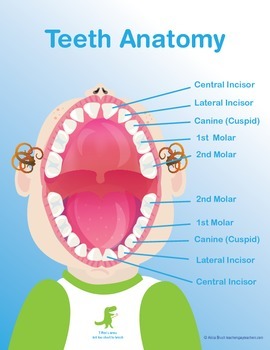 Teeth Poster - School Nurse by FrontDesk Studio | TpT