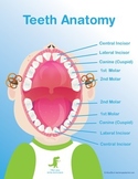 Teeth Poster - School Nurse