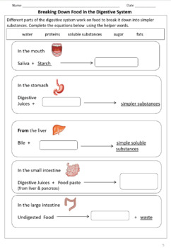 teeth and digestion worksheets for grade 4 5 google