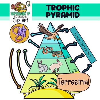 Terrestrial Trophic Pyramid Clip Art Set by Spunky Science | TPT
