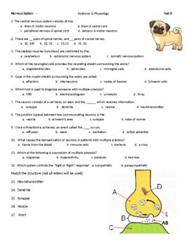 Preview of Test - Nervous System (Anatomy and Physiology)