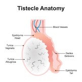 Testicle Anatomy.