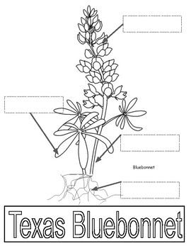 Preview of Texas Bluebonnet Parts of a Plant Diagram and Vocabulary