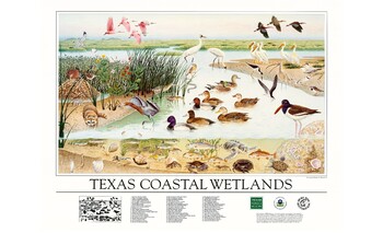 Preview of Texas Wetlands Article
