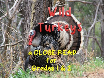 Preview of Thanksgiving Animal Research Reading Writing Lesson Wild Turkeys 1st 2nd Grades