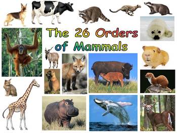 Mammals: The 26 Orders; Classifications and Characteristics by Read the