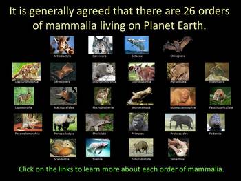 Mammals: The 26 Orders; Classifications and Characteristics by Read the