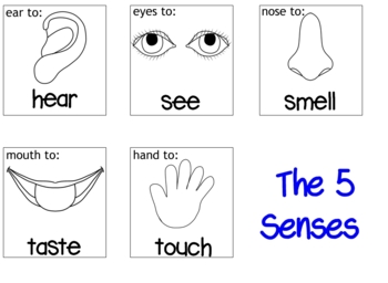 Preview of The 5 Senses