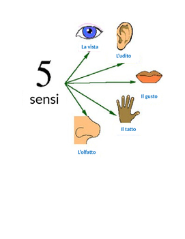 Preview of The 5 Senses in Italian