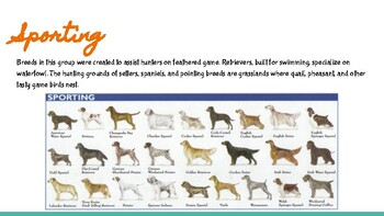 The 7 AKC Dog Breed groups explained.. by Ag teacher life | TpT