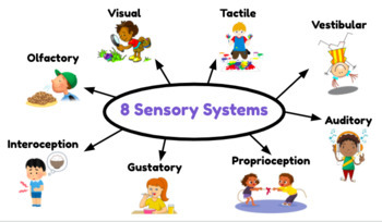 Preview of The 8 Sensory Systems