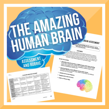 Preview of The Amazing Human Brain Assessment and Rubric