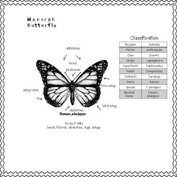 Monarch Butterfly Comprehension Passages and Question Black White No Prep