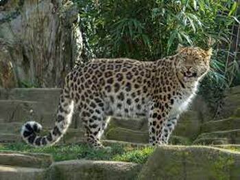 Preview of The Amur Leopard: Jewel of the Forest